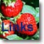 Links